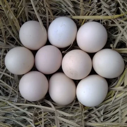 Chicken Eggs (Deshi) - 30pcs